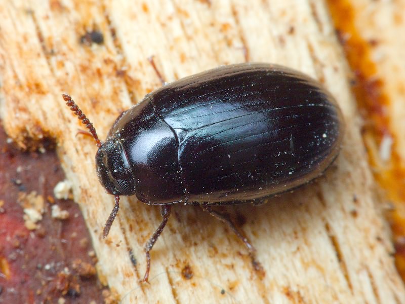 Platydema violaceum (Fabricius, 1790)